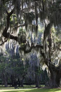 a large tree with moss hanging from it's branches in the middle of a park