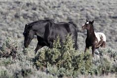 two horses are walking through the brush together