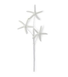 three white starfish sticks on a white background