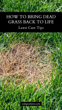 How to Bring Dead Grass Back to Life Lawn Roller, Grass Painting, Lawn Care Tips, Lush Lawn, Healthy Lawn, Lawn Games, Home Landscaping