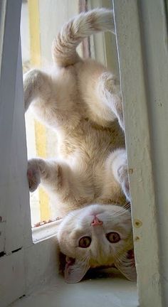 a white cat is playing on the window sill with it's front paws