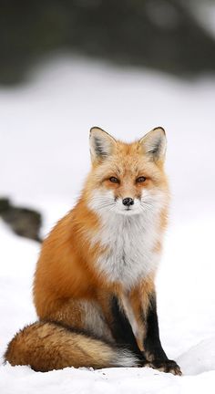 a red fox sitting in the snow with its eyes closed