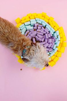 a small dog laying on top of a pile of colorful pill beads next to it's owner