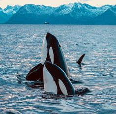 two orca whales are swimming in the water with mountains in the backgroud