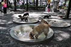 three dogs are playing in an outdoor water fountain