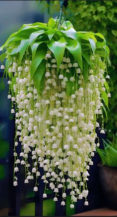 white flowers are hanging from a planter in the garden, with green foliage behind them