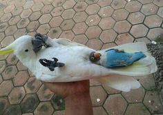 a hand holding a white bird with two blue birds on it's back and one yellow beak