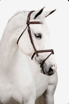 a white horse wearing a bridle on it's head