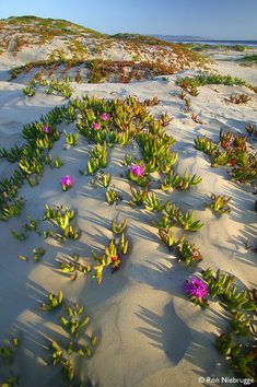 purple flowers growing out of the sand on a beach with grass and sand dunes in the background