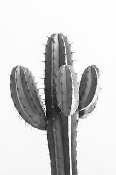 a black and white photo of a cactus