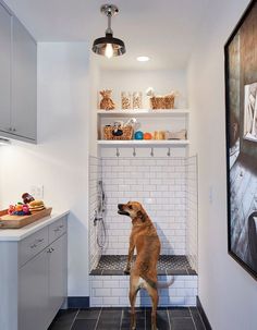 a brown dog standing on its hind legs in a white tiled bathroom with black tile flooring