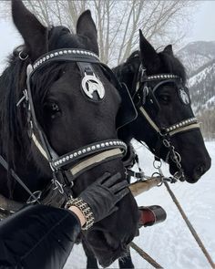 two black horses pulling a sleigh in the snow with their bridles on