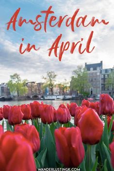 red tulips with the words amsterdam in april