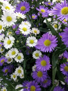 purple and white flowers with yellow centers in the middle