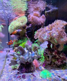 an aquarium filled with lots of different types of corals