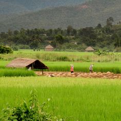 two people are walking in the middle of a green field with grass and mountains in the background