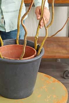 a person is holding the branches of a potted plant