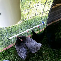 three chickens in a cage on the grass