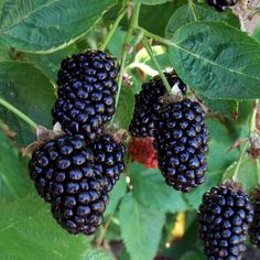 blackberries growing on the bush with green leaves