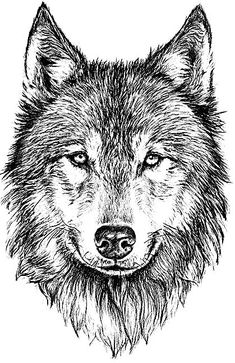 an ink drawing of a wolf's face