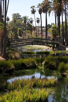 a bridge over a small river surrounded by palm trees and water lilies in the foreground