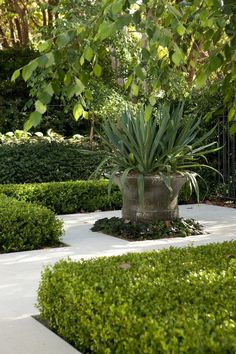 a large potted plant sitting in the middle of a garden