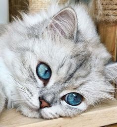 a grey and white cat with blue eyes laying on top of a wooden shelf next to a basket