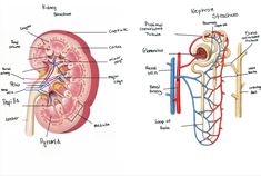 an image of the anatomy of the human body