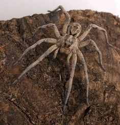 a large spider sitting on top of a rock