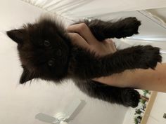 a person holding a black kitten up to the camera