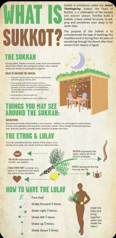 what is sukkot? info poster with information about the different types of suknots