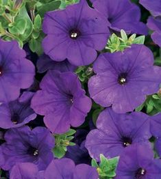 purple petunias with green leaves in the background