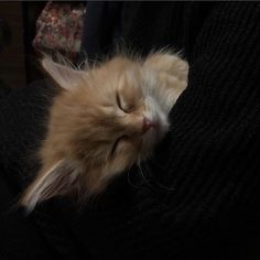 an orange and white kitten sleeping on top of someone's arm with its eyes closed