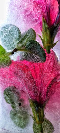 two pink flowers with green leaves on them in the snow and ice covered window sill