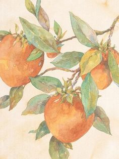 watercolor painting of three oranges on a tree branch