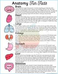 the anatomy of the human body and its functions, including heart, lungs, livers,