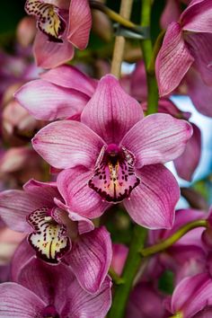 pink orchids are blooming in the garden