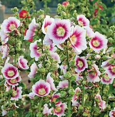 pink and white flowers growing in a garden