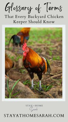 a rooster standing on top of a field next to another chicken in the background with text that reads, glossary of terms that every backyard chicken keeper should know