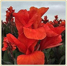 a close up of a red flower with green leaves and sky in the back ground