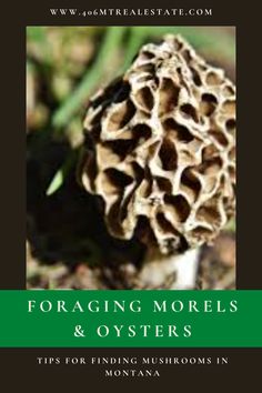 a close up of a mushroom with the words foraging morels and oysters tips for finding mushrooms in montana