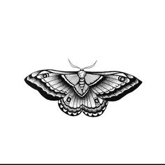 a black and white drawing of a moth