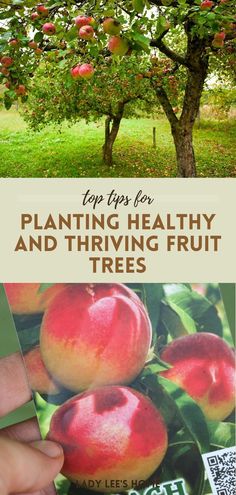 an apple tree with the words top tips for planting healthy and thriving fruit trees on it