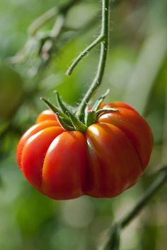 a close up of a tomato hanging from a plant with green leaves in the background