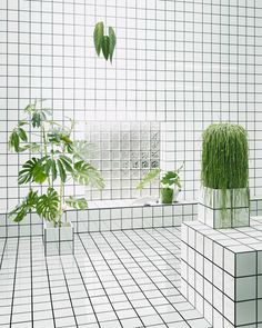 two plants in vases sitting on top of white tiled floor next to each other