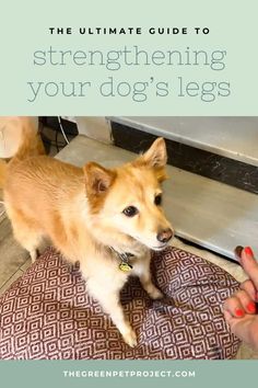 the ultimate guide to strengthing your dog's legs