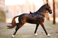 a horse that is standing in the dirt