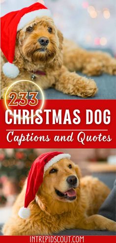 a dog wearing a santa hat with the caption 25 christmas dog captions and quotes