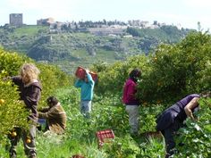 people picking oranges from trees in an orchard