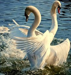 two white swans are swimming in the water with their wings spread out and one is flapping its wings